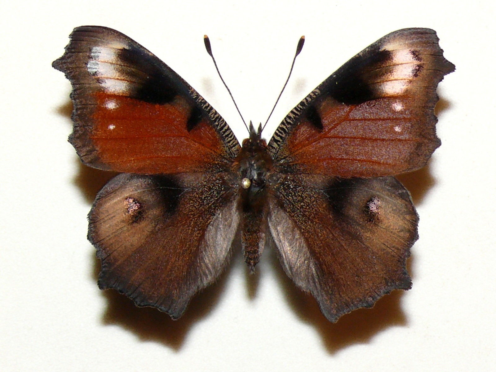 Aglais io female (aberration 2) Internet Image property of respective owner, non-commercial use only